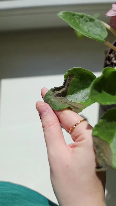 Sunburn damage on African violet Saintpaulia leaf. Brown leaf spots on indoor uz Stock-Footage 342017506