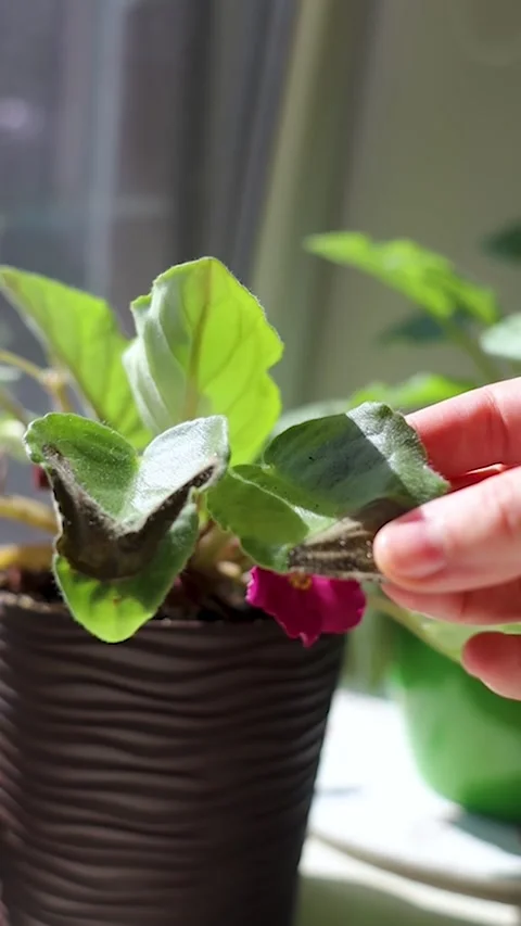 Sunburn damage on African violet Saintpaulia leaf. Brown leaf spots on indoor uz Видео 342017516