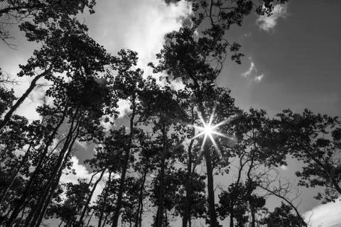 Sunburst with birch Stock Photos