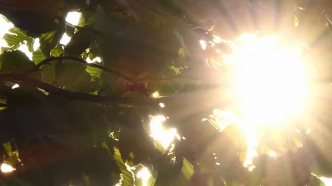 Sunburst in the branches Stock-Footage 116502949