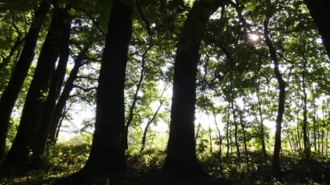 Sunburst breaking through green forest canopy from low angle view, panning Видео 339899718