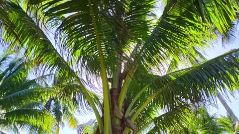 Sunburst filtering through bright coconut palm fronds under a clear blue sky in Stock Footage 308457385