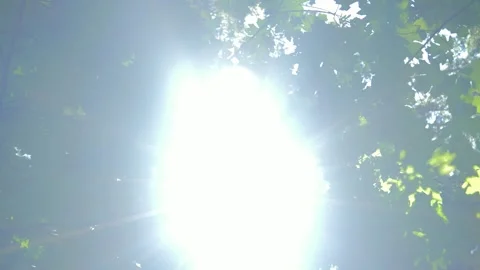 Sunburst filtering through green maple tree leaves in forest Stock Footage 339039501