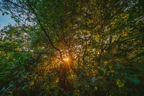 Sunburst illuminates dense forest foliage during a warm summer sunset Fotos de archivo