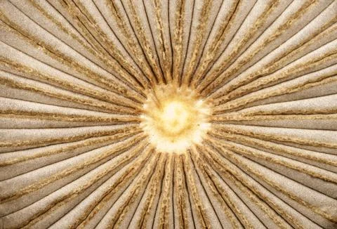 Sunburst pattern in a small mushroom cap Foto stock