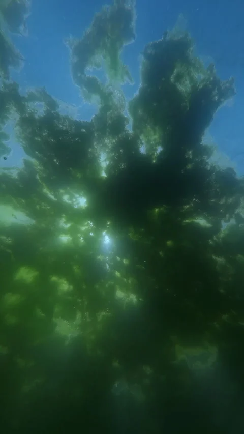 Sunburst piercing through thick surface layer of green Spirogyra algae Stock Footage 338134921