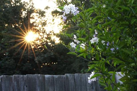 Sunburst of setting sun through trees in English summer garden Stock Photos