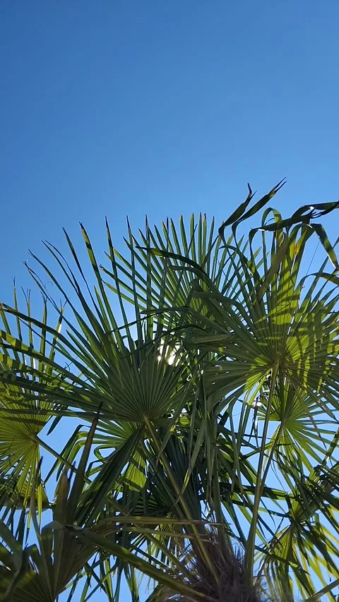 Sunburst shining through green fronds of a trachycarpus fortunei windmill pal Stock-Footage 344453479