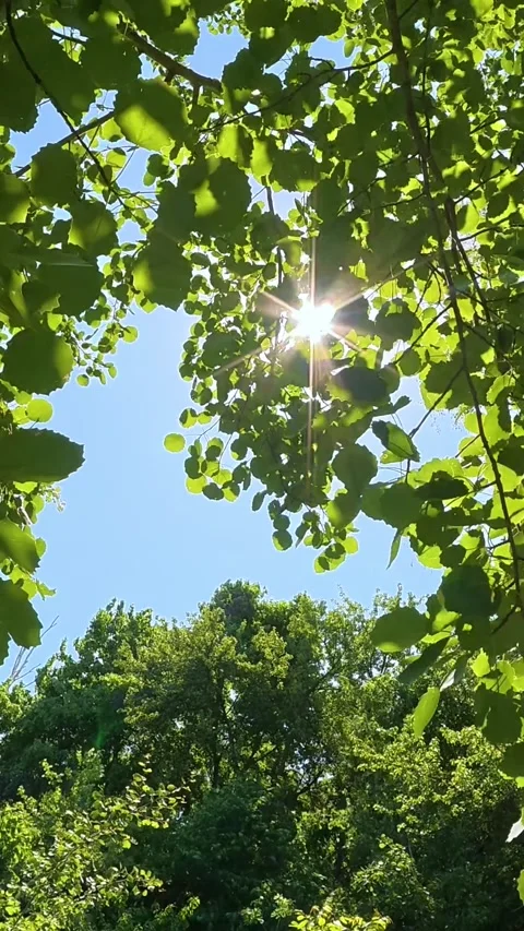 Sunburst shining through green tree leaves Video stock 346718524