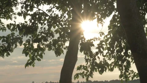 Sunburst Shining Through Tree Leaves Swaying in Gentle Breeze Stock Footage 346375073