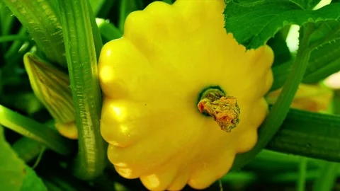 Sunburst squash Stock Footage 77009176