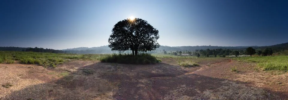 Sunburst sun rays through the branches of tree silhouette Stock Photos