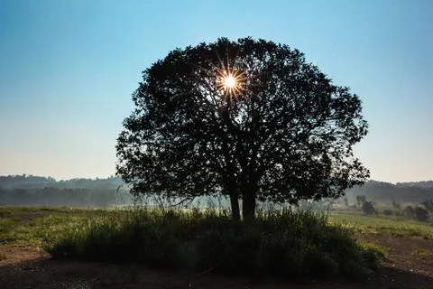 Sunburst sun rays through the branches of tree silhouette Stock Photos
