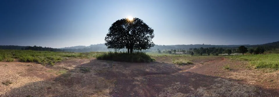 Sunburst sun rays through the branches of tree silhouette Stock Photos