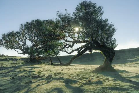 Sunburst through ancient trees on a misty, verdant hillside landscape at da.. Stock Photos
