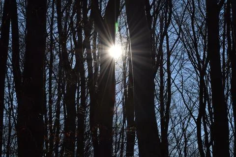 Sunburst Through Bare Winter Trees in a Tranquil Forest Under a Clear Blue Sky Stock Photos