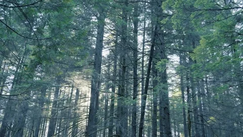 Sunburst Through Coniferous Tree Canopy in Dense Forest Stock Footage 340526736