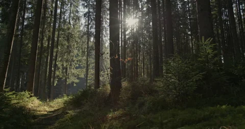 Sunburst through a dense forest in spring lighting a clearing amongst the trees Stock Footage 152908479