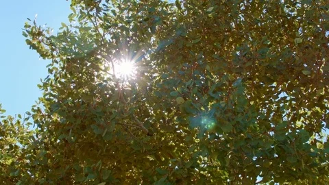 Sunburst through early fall leaves Aspens Steens Mountain Near Malhuer Wildlife Stock Footage 81896923