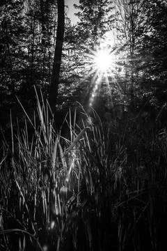 Sunburst Through the Grass Stock Photos