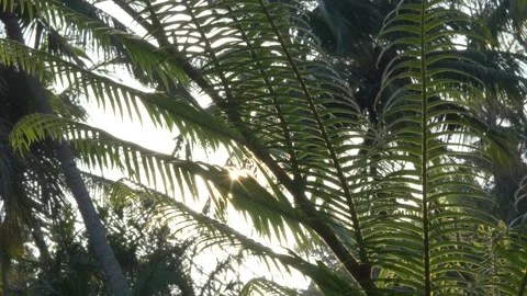 Sunburst Through Leaves Slow Motion 180FPS Stock Footage 169089874