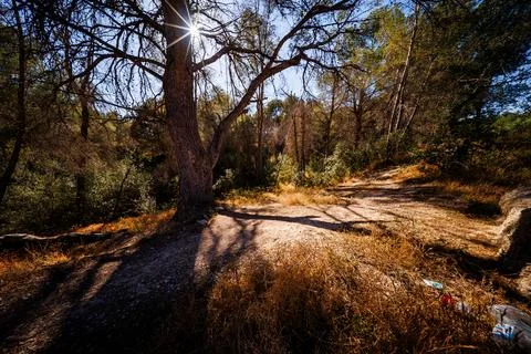Sunburst Through Pine Trees in Benidorm Forest Photos