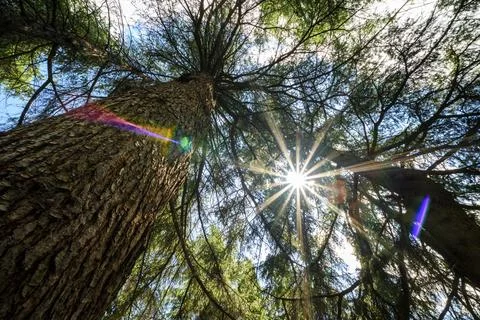 Sunburst Through Pine Trees from Forest Floor Foto stock