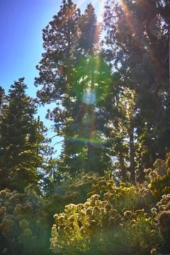 Sunburst Through Pines and Fall Shrubs in Vibrant Forest Landscape Stock-Fotos
