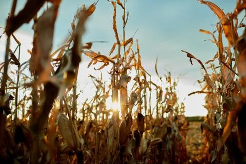Sunburst through rows of dried maize plants Stock Photos
