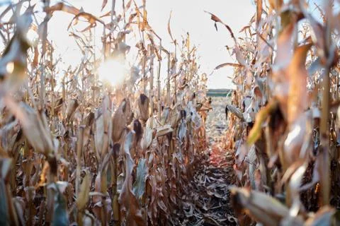 Sunburst through rows of dried maize plants Stock Photos