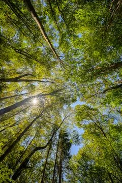 Sunburst through spring beech canopy, looking up Stock Photos