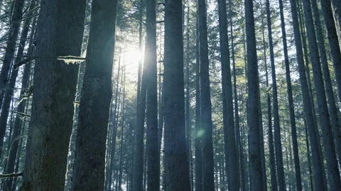 Sunburst Through Tall Coniferous Trees in Dense Forest Stock Footage 340526734