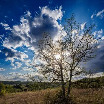 Sunburst Through Tree Branches Below Dramatic Clouds 写真素材