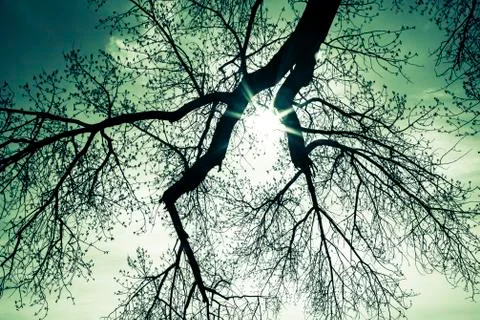 Sunburst through tree branches Stock Photos