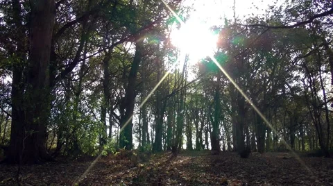 Sunburst through trees autumn leaves Stock Footage 47412434