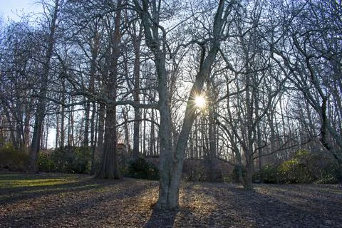 Sunburst Through Trees in David C. Shaw Arboretum Stock Photos