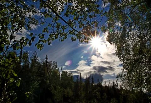 Sunburst through the trees Stock Photos