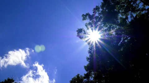 Sunburst thru Oak Tree-Slow Pan Right Video stock 115933156