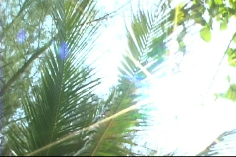 Sunbursts through trees 2 Stock Footage 771908