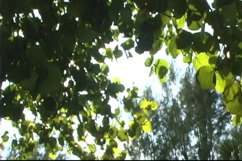 Sunbursts through trees Stock Footage 771911