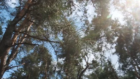 Sunce cher pine trees Stock Footage 124220518