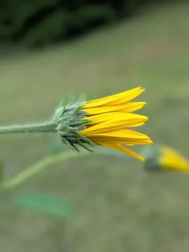Sunchoke Bloom 2 Stock Photos