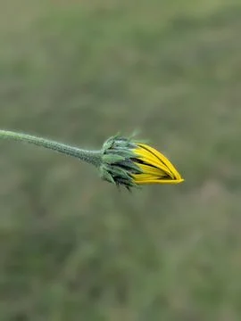 Sunchoke Bud Stock Photos