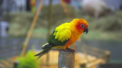A SunConure parrot bird is standing on the head of a wooden perch. Stock Footage 290071088
