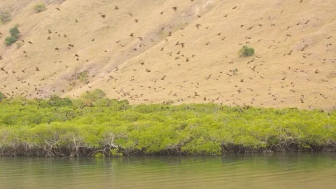 Sunda Flying Fox Fruit Bats over Mangroves in Komodo National Park, Indonesia  Stock Footage 104255225