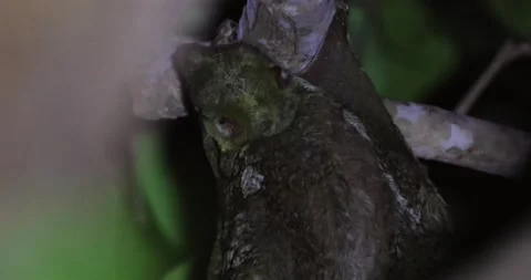 Sunda Flying Lemur Clinging to Tree Branch in Rainforest Stock Footage 328281567