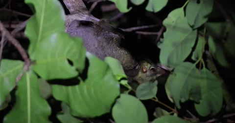 Sunda Flying Lemur Clinging to Tree Branch at Night Stockbeeldmateriaal 331501090