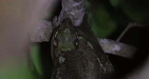 Sunda Flying Lemur Clinging to Tree Branch at Night Видео 332919934