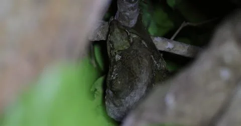 Sunda flying lemur clinging to tree branch in tropical rainforest Stock Photos