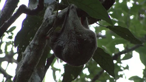 Sunda flying Lemur female hang upside down clean skin membrane in the rainforest Stock Footage